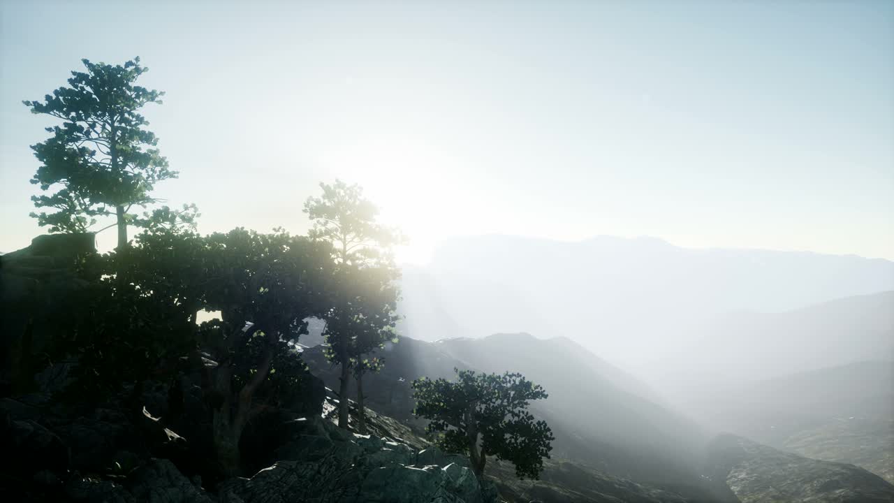 나무들을 가로지르는  ⁇ 빛