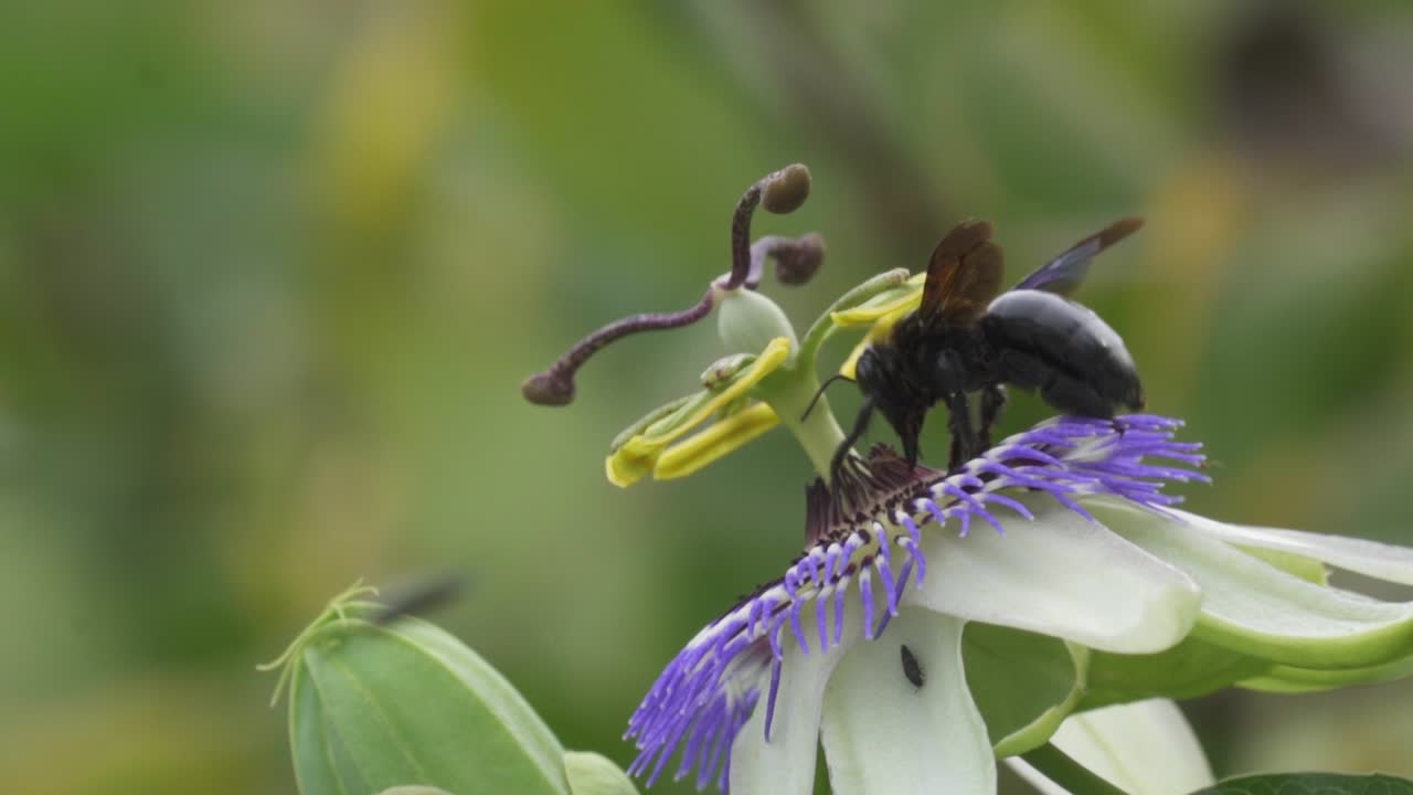 primer plano de un abejorro negro extrayendo néctar de una flor de la pasión de la corona azul y luego volando