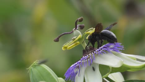 close up of a black bumblebee extracting nectar from a blue crown passion flower then flying away