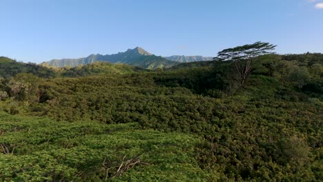 4k cgi aerial drone view of dense rainforest canopy—perfect for showcasing the depth and lushness of the jungle in tropical environments.