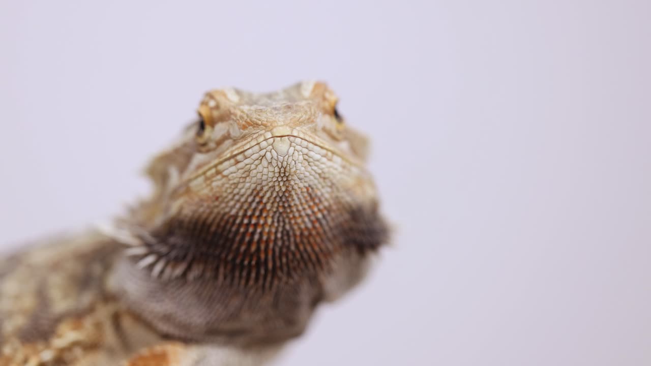A bearded dragon in close-up, showcasing subtle head movements against a neutral background with soft lighting