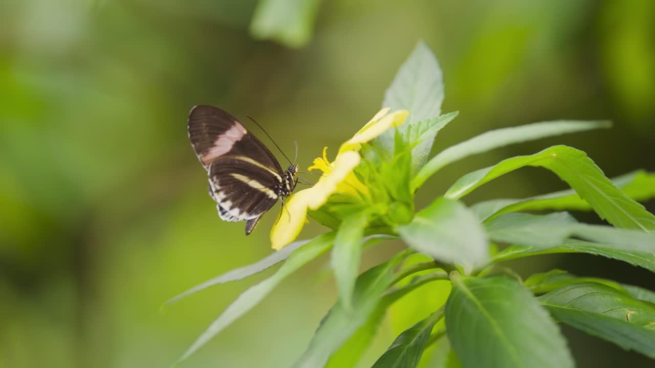 노란 꽃 에서 수박 을 마시는 나비 의 매혹적 인 순간
