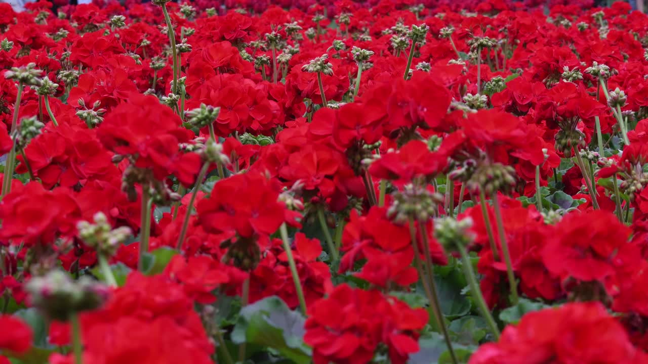 timfloralis 2019 - 꽃 축제, 티미쇼아라, 루마니아