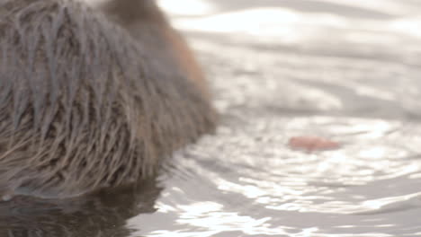 portrait nutria coypu rat munching bread on riverbank, prague czechia