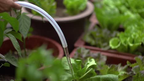 watering organic home-grown vegetables for sustainable living