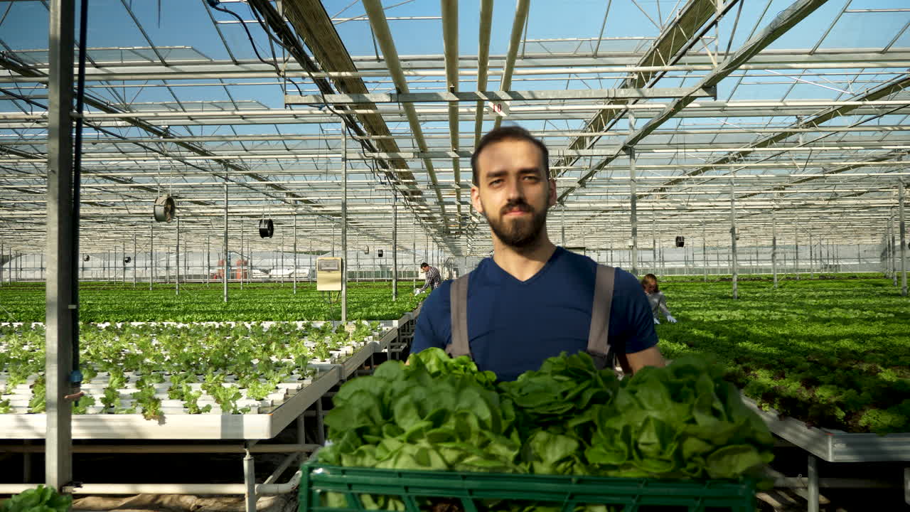 Farmer harvesting lettuce in greenhouse