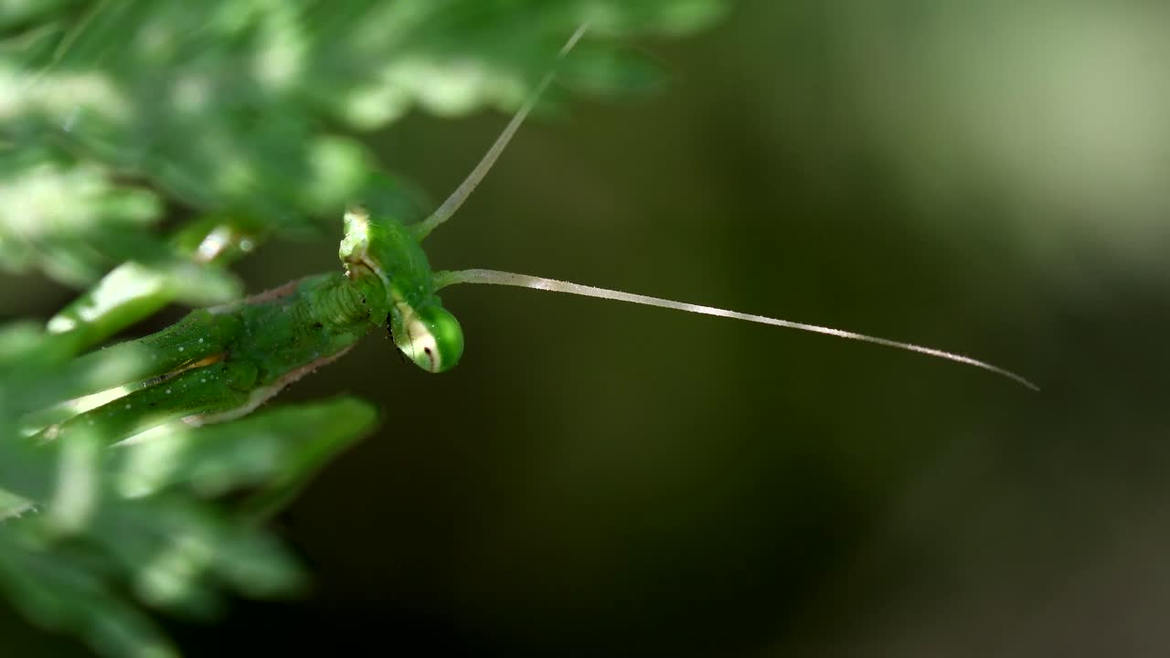toma muy cercana de una mantis religiosa mirando a la cámara entre la vegetación, luego escondiéndose