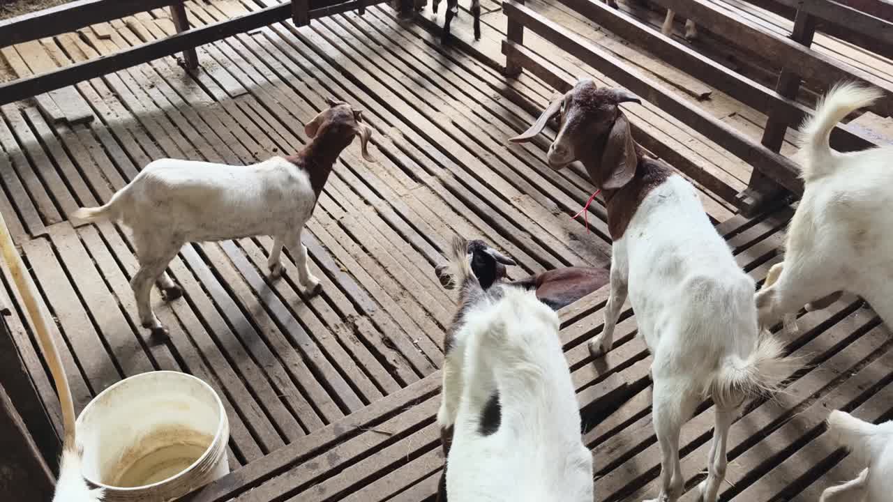 창고 에 있는 염소 들