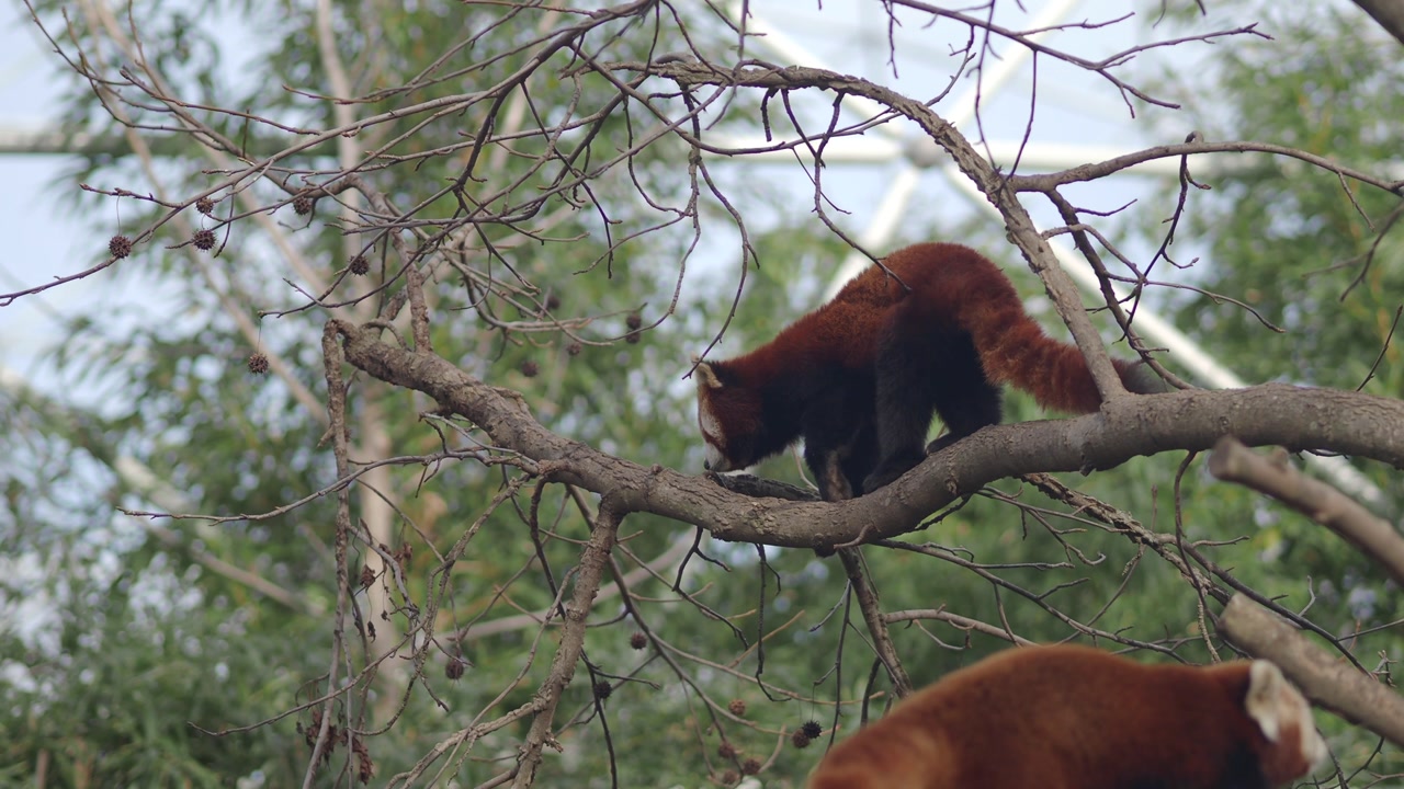 Panda rosso che si riposa su un ramo d'albero