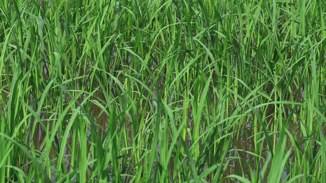 lapso de tiempo del crecimiento del arrozal y el paisaje
