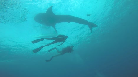 Whale-shark-and-divers-undewater