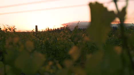 sunset behind a row of vines at a vineyard during dusk in waipara, new zealand