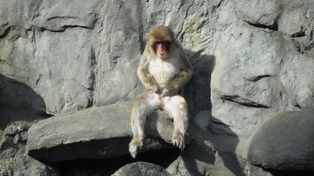 macaco japonés macho rascándose los genitales y luego olía mientras estaba sentado en la roca - zoológico infantil del gran parque de seúl en un día soleado en gwacheon, seúl, corea del sur