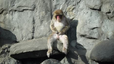 Männlicher-Japanischer-Makaken,-Der-Seine-Genitalien-Kratzt-Und-Dann-Riecht,-Während-Er-Auf-Dem-Felsen-Sitzt---Seoul-Grand-Park-Kinderzoo-An-Einem-Sonnigen-Tag-In-Gwacheon,-Seoul,-Südkorea