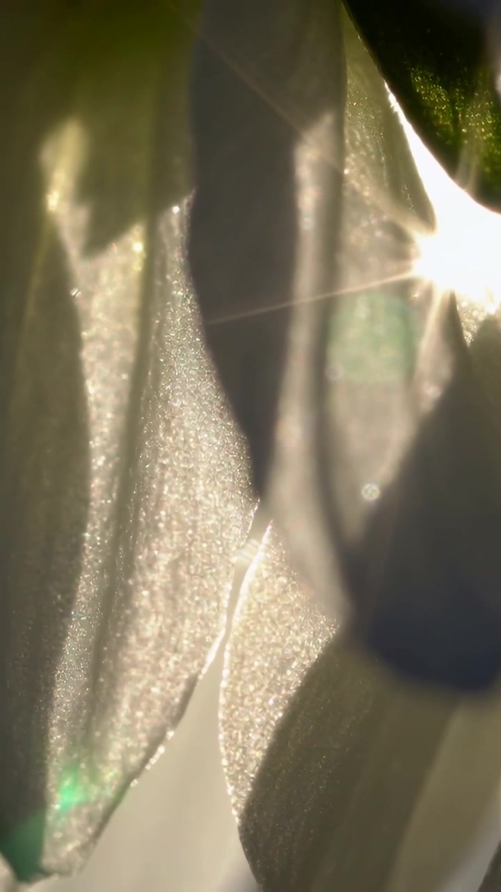 Vertical video: Sun flaring making pale thin petals sparkling on plant outside, with strand, leaf