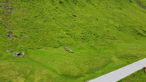 vacas pastando en la ladera de una montaña verde y exuberante en vikafjell noruega - antena que muestra un rebaño de ganado alimentándose a lo largo de la carretera rv13 en noruega durante el verano