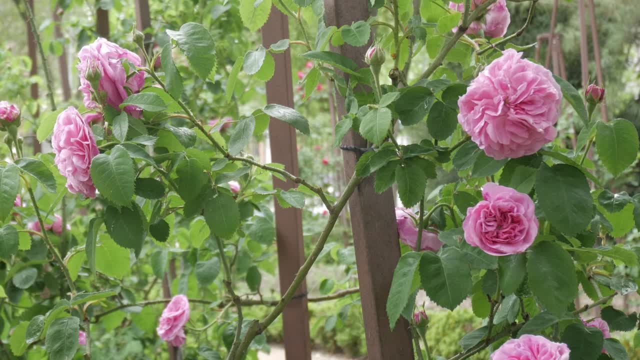 Rosa rosor som blommar i en frodig trädgård en ljus dag och fångar lugnet.