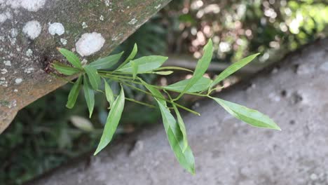 Eine-Grüne-Pflanze,-Die-Aus-Einem-Baum-Wächst