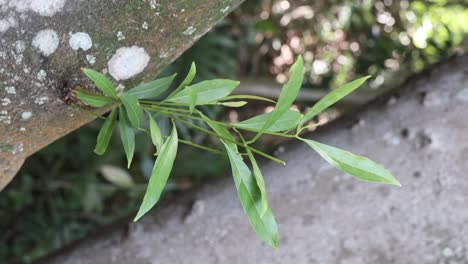 una planta verde que crece de un árbol