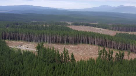 aerial of forestry development with plots of cut down trees in evergreen forest