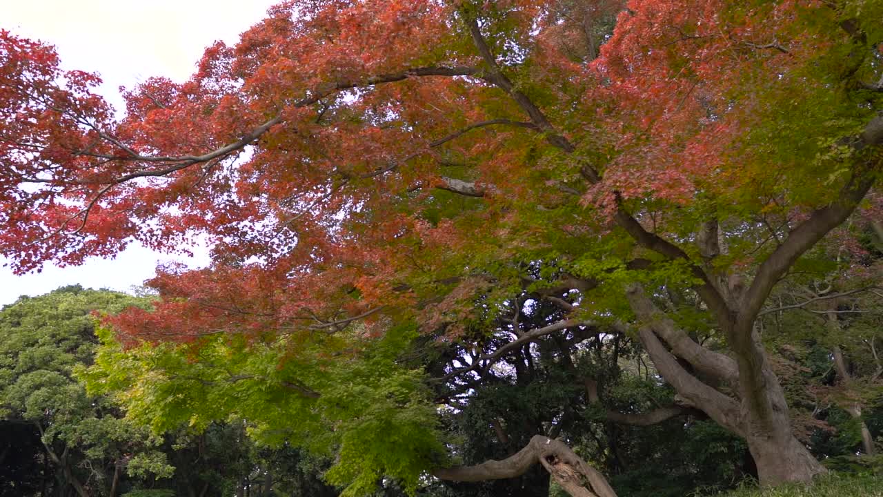여러 가을 색상이 있는 아름다운 나무 아래에서 슬로우 모션 돌리