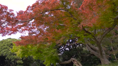 slow motion dolly under beautiful tree with multiple autumn colors