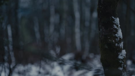 Tree-trunk-in-low-light-on-snowy-winter's-evening