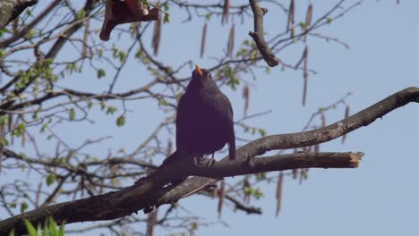 Slow-motion-medium-shot-of-a-young-Blackbird-sitting-on-a-swaying-branch,-defecating,-puffing-up-its-feathers-and-shaking-its-whole-body