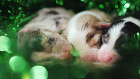 three newborn puppies are in the green decorations on the day of st patrick