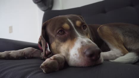 close-up-of-a-beagle-harrier-dog-resting-on-coach