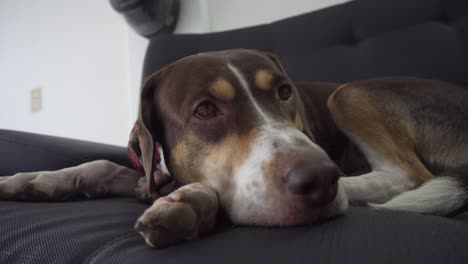 cerca de un perro beagle harrier descansando en el autocar