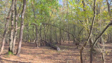 Gimbal-gliding-in-a-forest,-fallen-tree-Colorful-autumn-in-the-mountain-forest-ocher-colors-red-oranges-and-yellows-dry-leaves-beautiful-images-nature-without-people