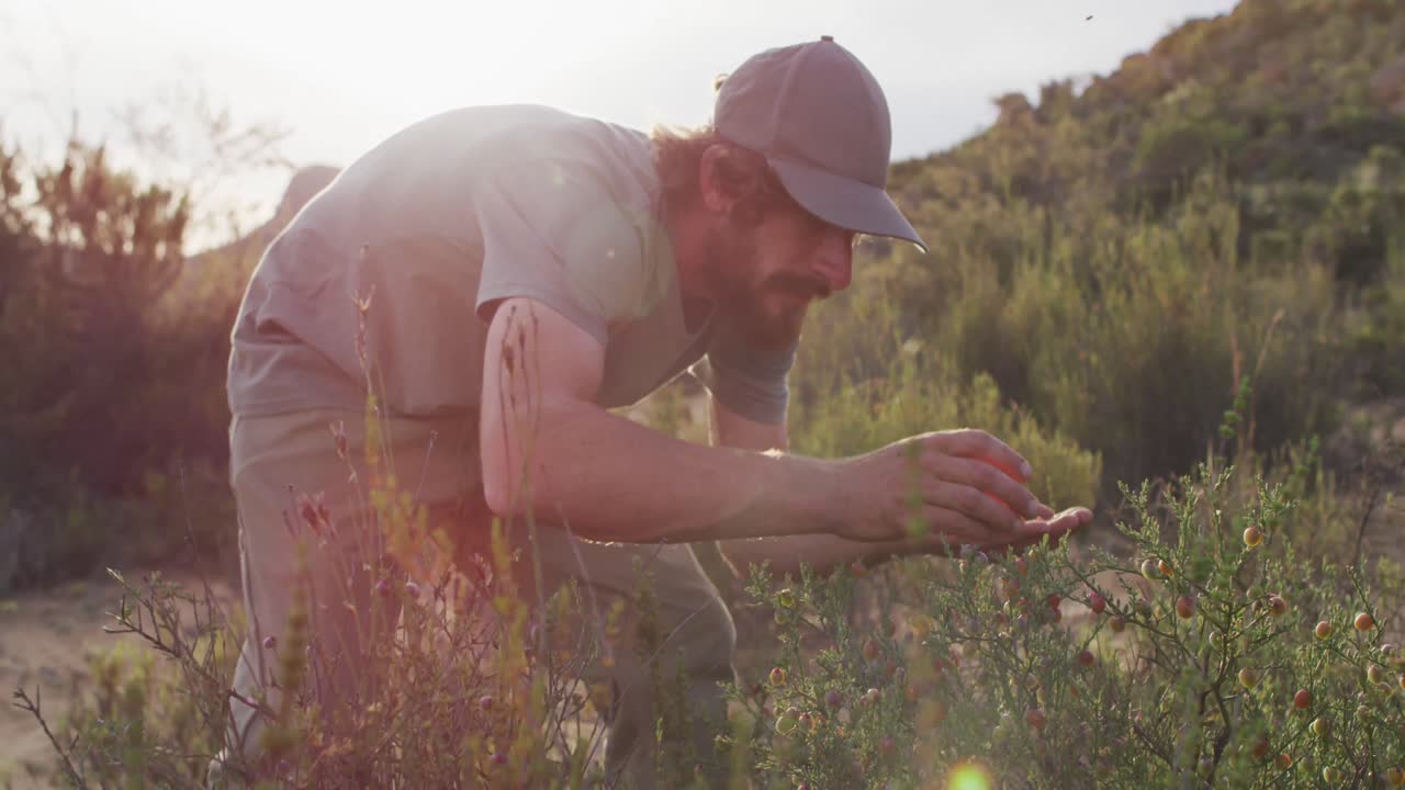 수염 이 있는 백인 남성 생존자 가 야생 에서 덤불 에서 열매 를 모으고 먹이 를 찾고 있다
