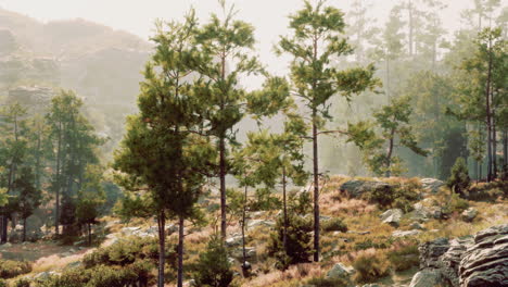 rayos de sol brillando a través de los pinos en un bosque