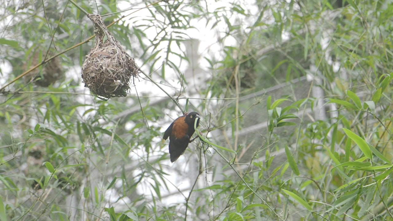 Small Weaver Bird Perched on Branch Near Hanging Nest