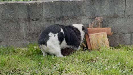 cute black and white dog digging a bone in the backyard next to a wall