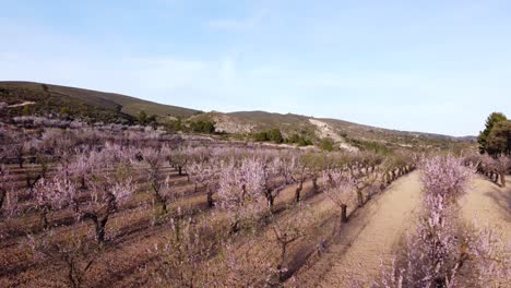 blooming trees in an almond orchard at sunset - shot revealing a field between hills with a blue sky in the background