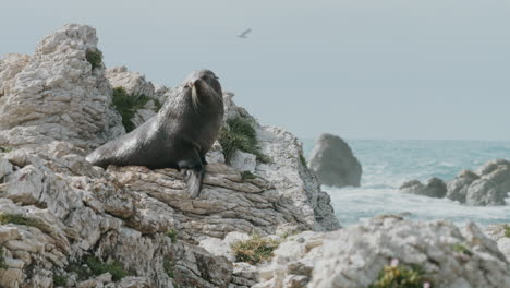 Fur-Seal-Bull-On-The-Rocky-Coastline-In-New-Zealand