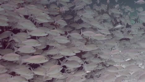gran pared de peces
