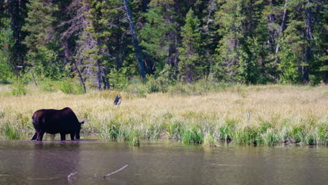 a moose drinks from a lake while a heron stands in the tall grass