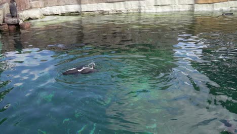 Niedlicher-Pinguin,-Der-Schwimmt-Und-Das-Leben-Auf-Der-Oberfläche-Eines-Künstlichen-Teichs-Im-Zoo-Genießt-–-Handgehaltener-Pinguin,-Der-Langsam-Nach-Links-Schwimmt