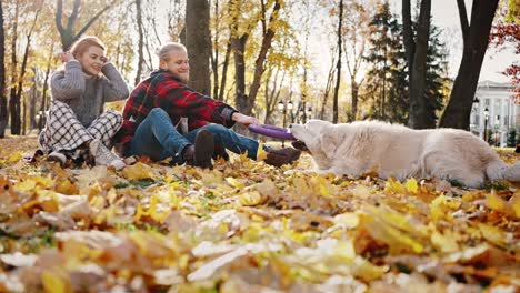 game with pet. playful dog playing with man owner, pulling over rubber circle, family resting in autumn park, free space