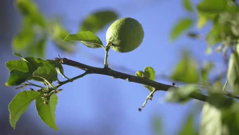 An-organic-heirloom-lemons-growing-in-Los-Angeles-on-a-sunny-day