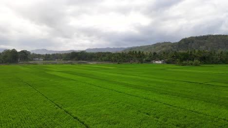 Vista-Aérea,-La-Belleza-Del-Encanto-De-Indonesia,-Arrozales-Fértiles-Y-Pueblos-Amigables-Para-Todos-Los-Países