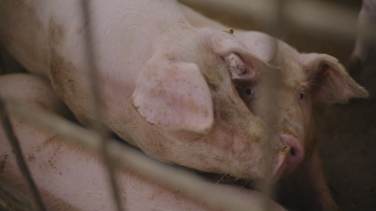 농장 창고에 있는 돼지
