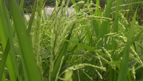 Plantas-De-Arroz-En-El-Campo-De-Arroz-Durante-El-Día-Tiro-De-La-Pluma