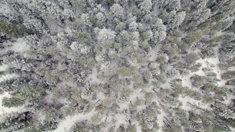 Schneebedeckte-Winterlandschaft-Kiefer-Baumwipfel-Landschaft