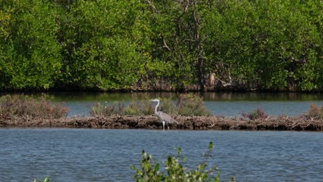 Nach-Links-Gerichtet,-Während-Man-Mit-Dem-Gesicht-Zum-Wind-Steht,-Graureiher-Ardea-Cinerea,-Thailand