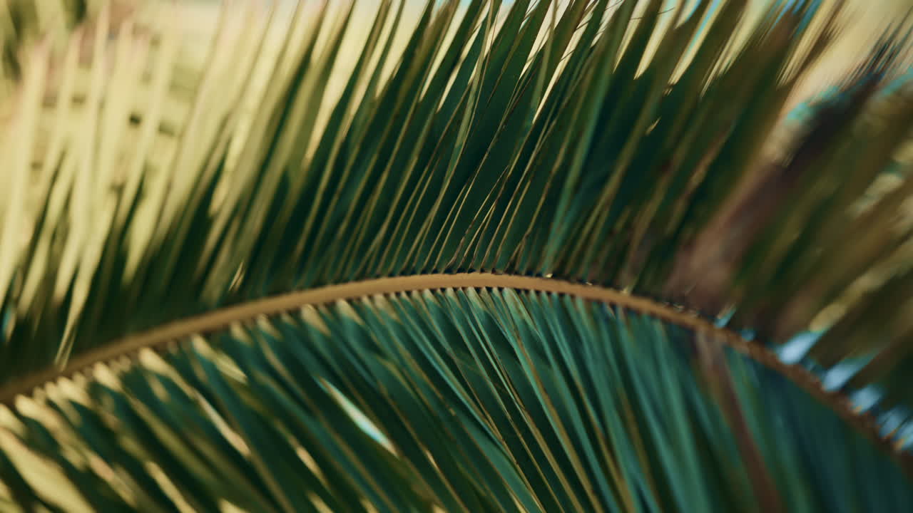 Close up of a green palm frond swaying lightly against a clear sky, with shallow depth of field and soft coastal light