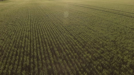 slow upward tilting shot of a large farm field during the golden hour in ohio